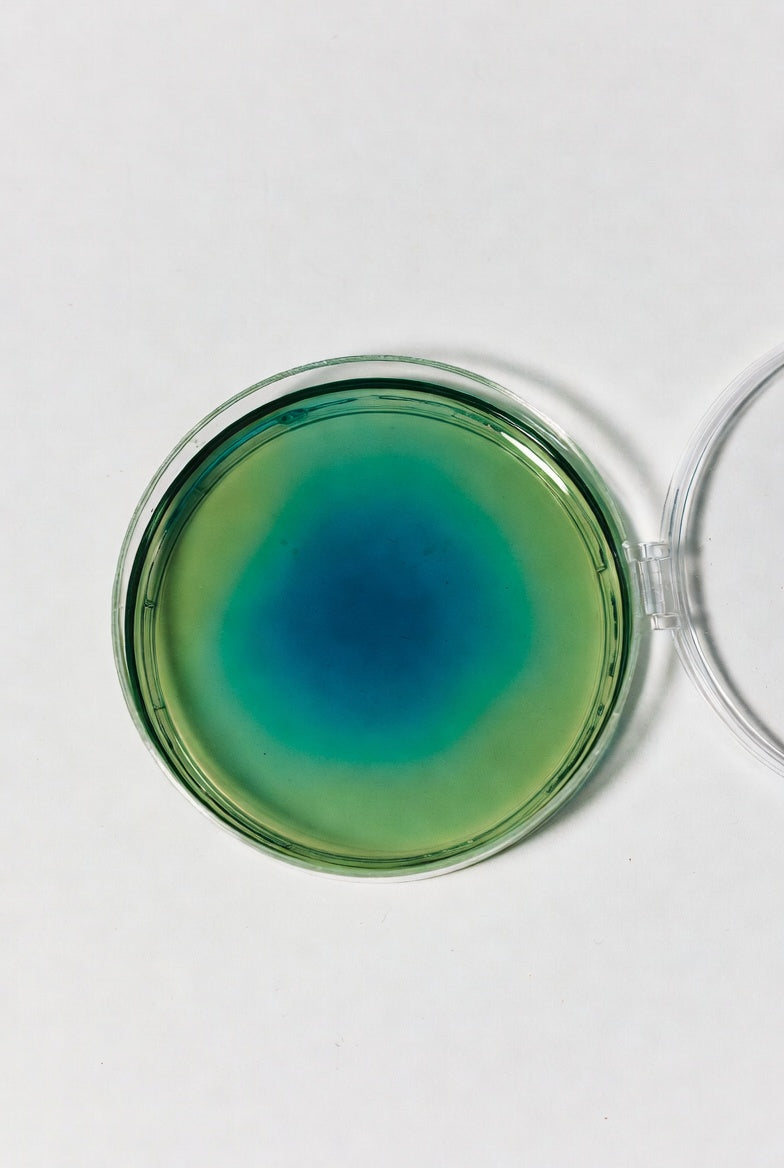 Simmons Citrate Agar, ISO 10273, for microbiology, 500 g, plastic - Luminix Health