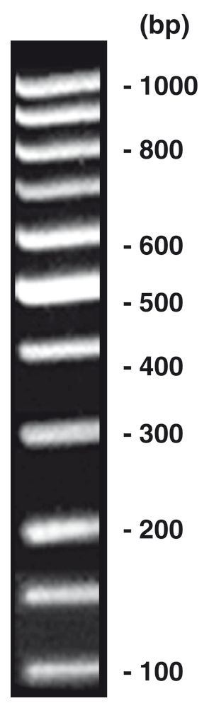 Image of 100 bp-DNA-Ladder equalized