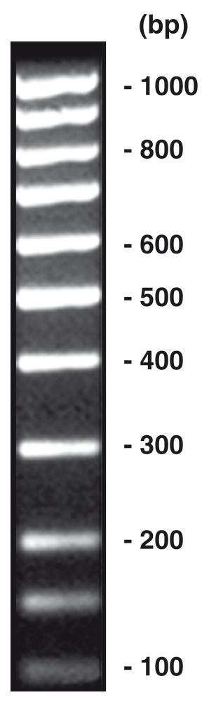 100 bp-DNA-Ladder equimolar, DNA-ladder (lyophil.) + gel loading, 50 µg, plastic - Luminix Health