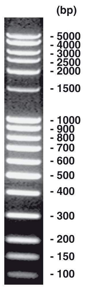 Image of 100 bp-DNA-Ladder extended