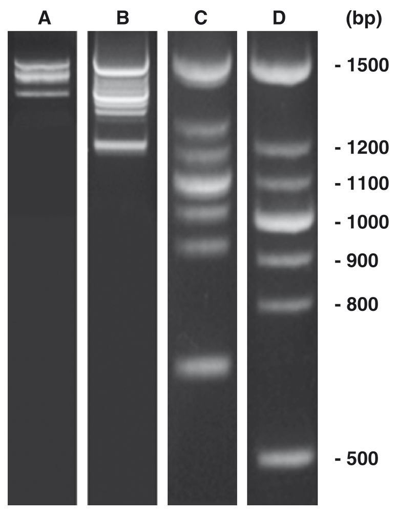 PCR-Marker DNAscore, DNA-marker (lyophil.), 50 µg, plastic - Luminix Health