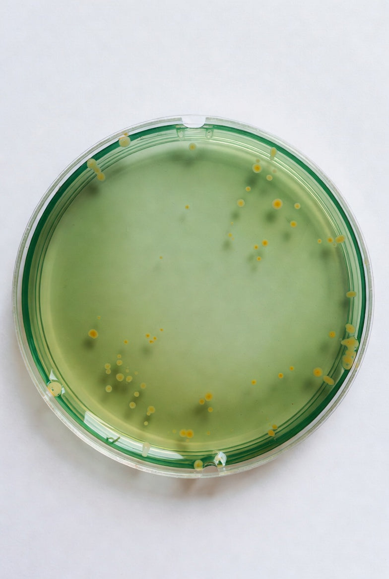 Image of TCBS Agar, for microbiology, 500 g, plastic - Luminix Health