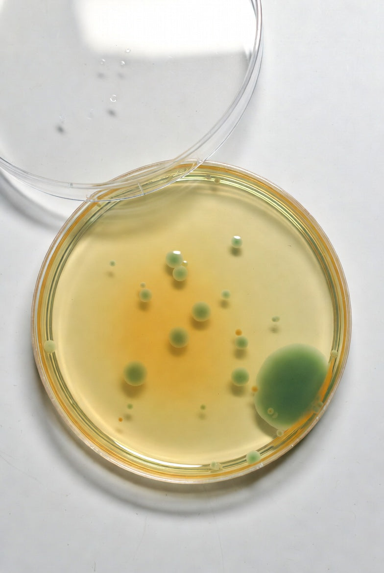 Tryptone Bile Salts Agar, DEV, for microbiology, 500 g, plastic - Luminix Health