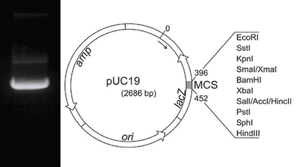 Plasmid DNA pUC19, lyophilized, 50 µg, plastic - Luminix Health