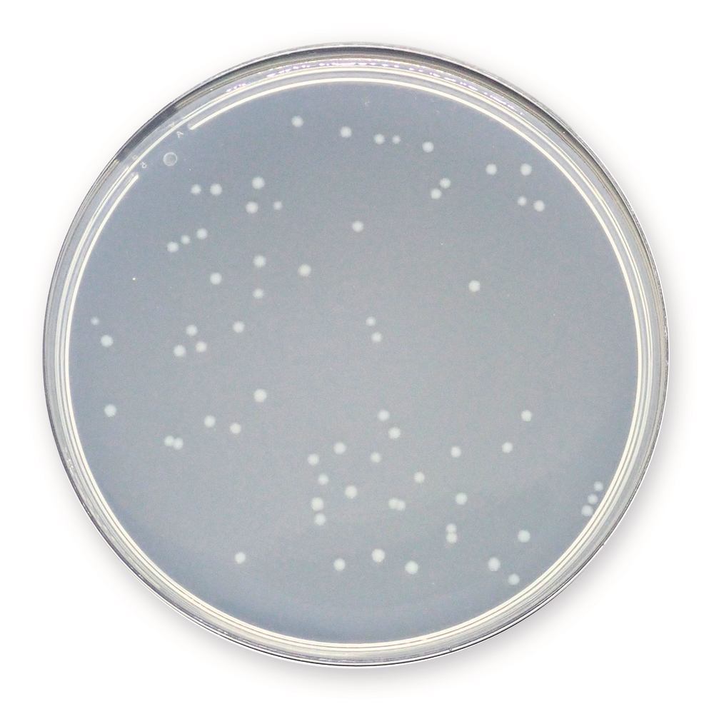 Plate Count Agar , APHA, ISO 4833,2003, ISO 11133, ISO 4833,2003, APHA, 500 g - Luminix Health