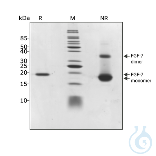 Recomb human KGF (FGF-7) protein 0.01mg
