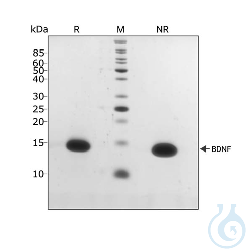 Recombinant human BDNF protein 0.01mg