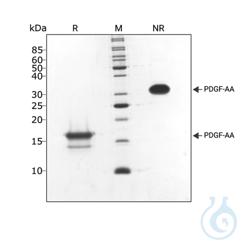Recomb human PDGF-AA protein 0.1mg