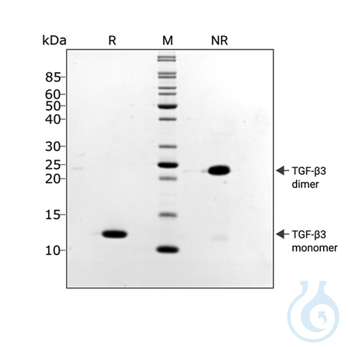 Recombinant human TGF-?3 PLUS protein