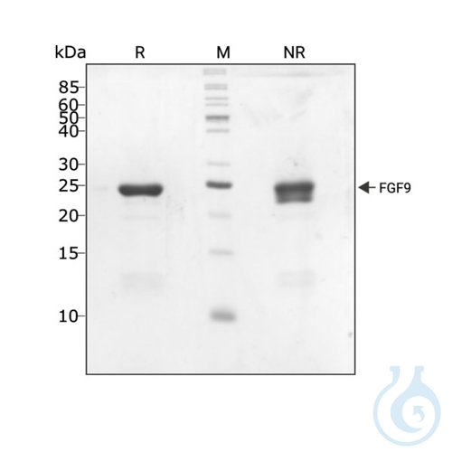Recombinant human FGF-9 protein 0.1mg