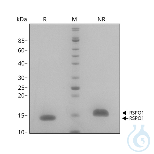 Recomb human R-spondin 1 protein 0.1mg