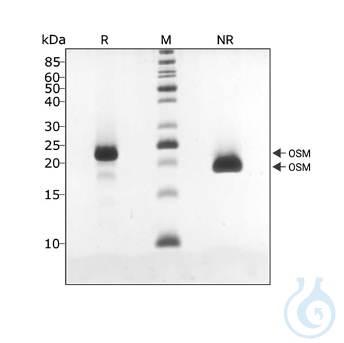 Recombinant human OSM protein 0.1mg