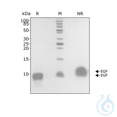 Recombinant human EGF protein 0.5mg
