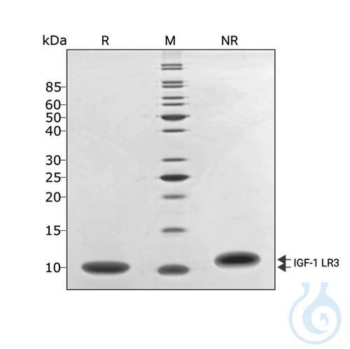 Recomb human IGF-1 LR3 protein 0.5mg