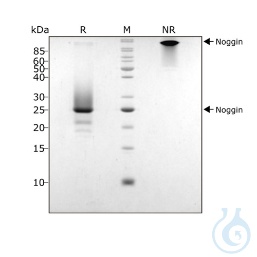 Recombinant human Noggin protein 0.5mg