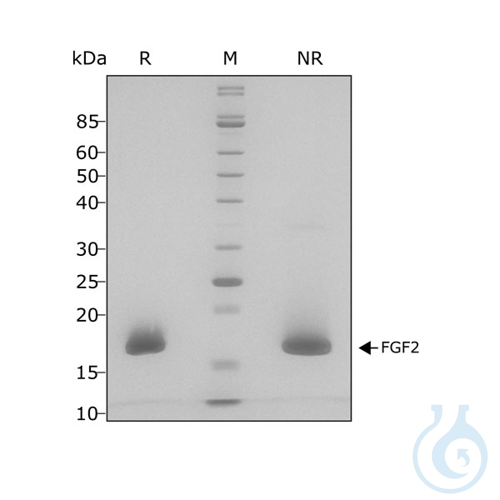 Recomb human FGF-2 protein 154 aa 0.5mg