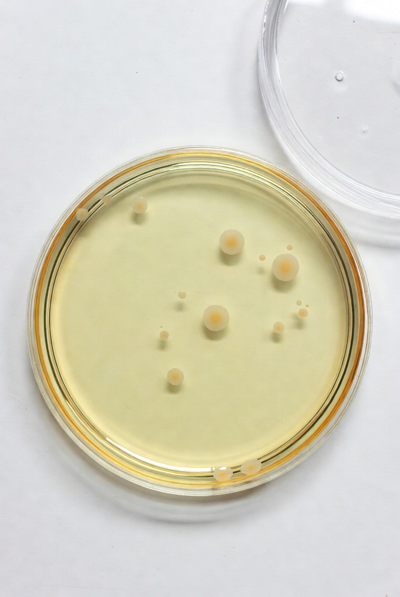 m-CP Agar, for microbiology, 500 g, plastic - Luminix Health